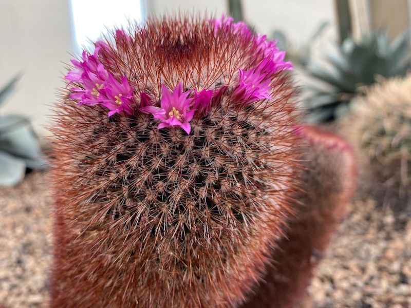 a blooming cactus